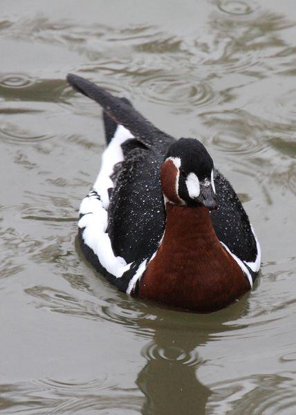 BARNACLA CUELLIROJA-BRANTA RUFICOLLIS-RED BREASTED GOOSE BARNACLA CUELLIROJA-BRANTA RUFICOLLIS-RED BREASTED GOOSE