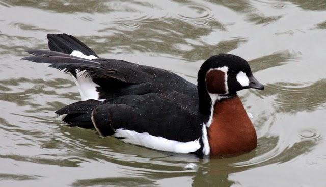 BARNACLA CUELLIROJA-BRANTA RUFICOLLIS-RED BREASTED GOOSE BARNACLA CUELLIROJA-BRANTA RUFICOLLIS-RED BREASTED GOOSE