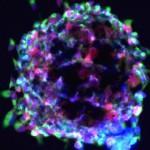Las células madre se coronan como nuevo hito en la historia de la medicina