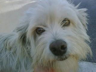 CORA, PRECIOSA PELUDITA TENDRÁ EN LA CALLE SUS CACHORROS!! (ALICANTE))