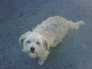 CORA, PRECIOSA PELUDITA TENDRÁ EN LA CALLE SUS CACHORROS!! (ALICANTE))