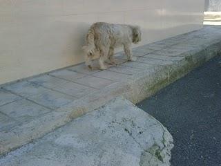 CORA, PRECIOSA PELUDITA TENDRÁ EN LA CALLE SUS CACHORROS!! (ALICANTE))
