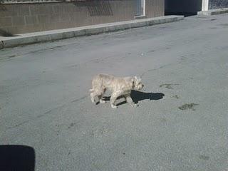 CORA, PRECIOSA PELUDITA TENDRÁ EN LA CALLE SUS CACHORROS!! (ALICANTE))