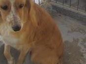 Perrera Cadiz ¿NADIE PUEDE DEVOLVERLE ALEGRIA NANI?