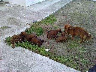 Huelva - OTRA URGENCIA, UNA MAMA Y SUS CINCO HIJOS en chalet venta (SOLO QUEDAN DOS HEMBRAS Y LA MAMA)