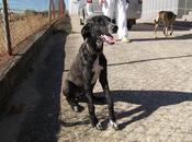 Blacky, cachorrita tenía sueño