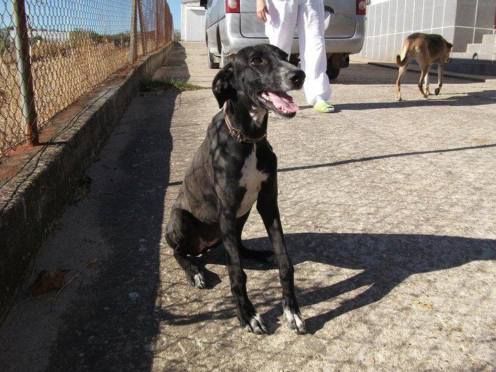Blacky, una cachorrita que no tenía sueño