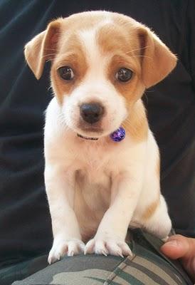 RICA, x chihuahua en adopción (Murcia)