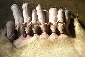 Doce cerditos ( editado )