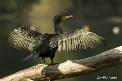 El árbol de los cormoranes