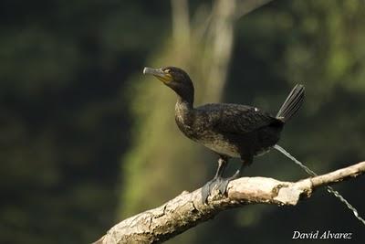 El árbol de los cormoranes