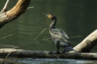 El árbol de los cormoranes