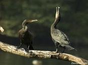 árbol cormoranes