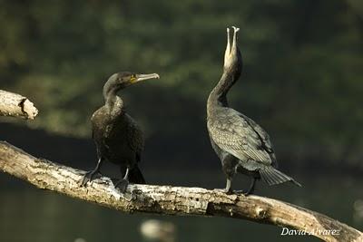 El árbol de los cormoranes