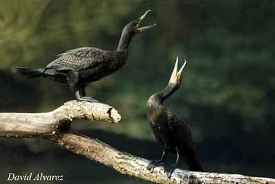 El árbol de los cormoranes
