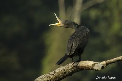 El árbol de los cormoranes