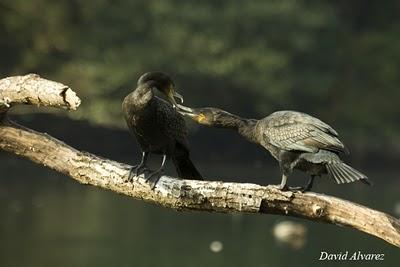 El árbol de los cormoranes