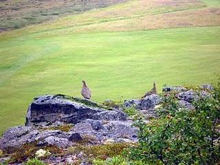 18 de agosto: Vesturdalur, Hljóðaklettar, cañón de Ásbyrgi, Dæli