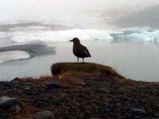 15 de agosto. Ruta de Hof I a Akureyri
