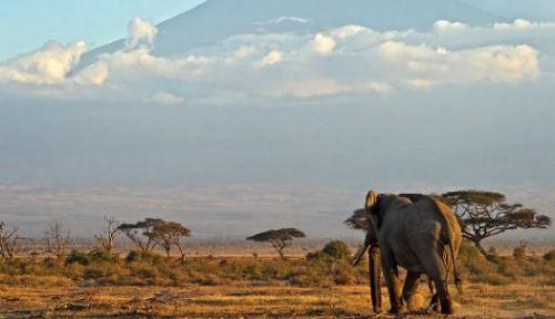 La Teoría del Elefante y la Sabana.