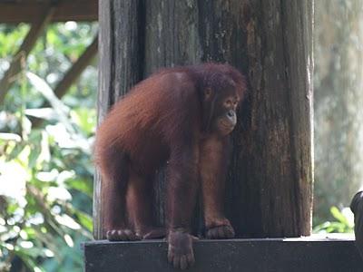 Sandakan y Sepilok