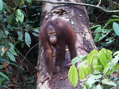 Sandakan y Sepilok