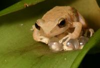 Bizcocho Puertorriqueño