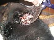 FAVOR, ayuda este pobre chico MINERO "su" perro rescatado!! (Ríotinto, Huelva)