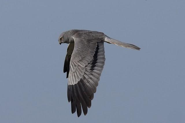 Congreso GIA Allariz