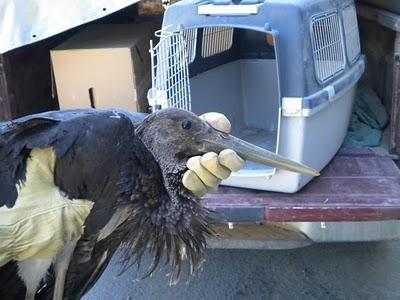 Agentes de Protección de la Naturaleza del Gobierno de Aragón rescatan una Cigüeña negra
