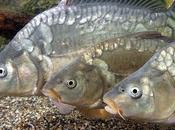 Carpa (Cyprinus carpio)