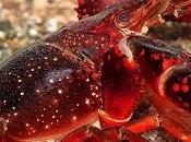 Cangrejo rojo americano (Procambarus clarkii)
