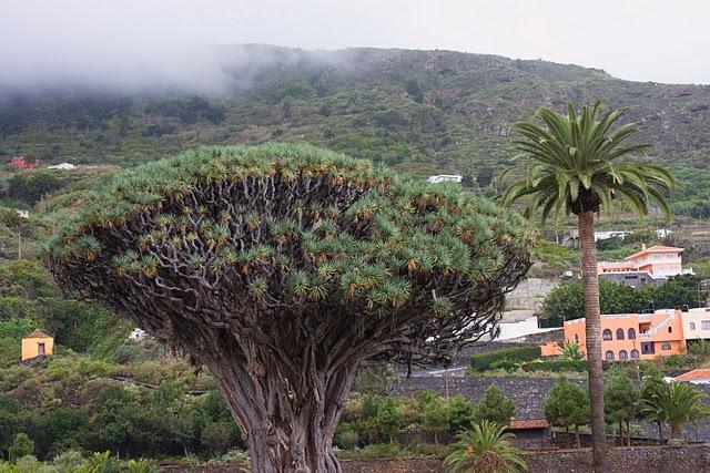 Drago milenario - Icod de los Vinos - Tenerife