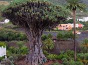 Drago milenario Icod Vinos Tenerife