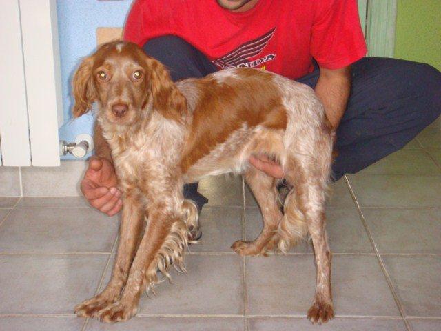 Sua , otra bretona más... imaginación nuestra por supuesto