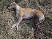 Homenaje Princesa Carla