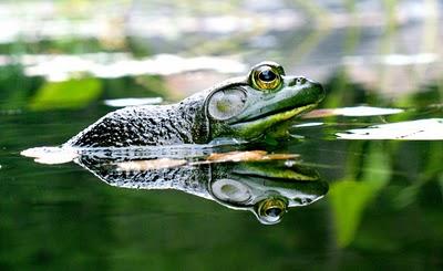 Marcus du Sautoy en Redes para la Ciencia.