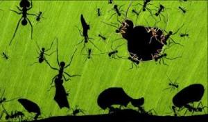 La maravilla de las hormigas