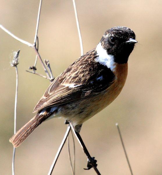 TARABILLA COMÚN-SAXICOLA TORQUATA-COMMON STONECHAT