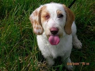 MIKA, unos 2.5 años, es preciosa, educada, juguetona. (Barcelona)