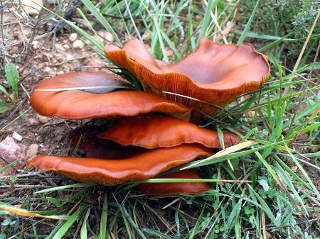 Varias comarcas turolenses avanzan en la redacción de una ordenanza de recogida de setas