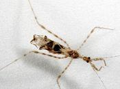 buena actuación para conseguir comida