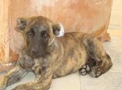 cachorrita cortado orejas tijeretazos