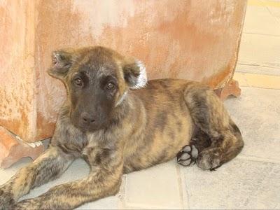 Una cachorrita a la que han cortado las orejas a tijeretazos