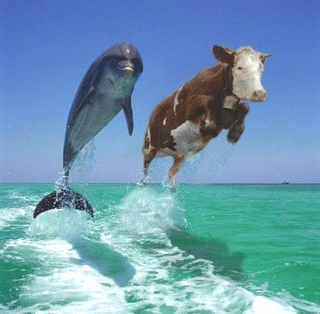 ¿Delfín o Vaca?