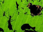 Mejor fotografía Naturaleza 2010