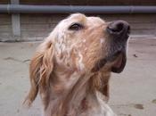 Brisa, preciosa setter buscando hogar.