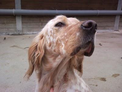 Brisa, una preciosa setter buscando hogar.