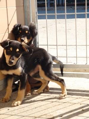 4 cachorritas tamaño cocker con fecha de sacrificio,acogidas urgente!!! (zaragoza)