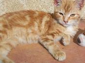 RITA, gatita pelirroja atropellada (Murcia)